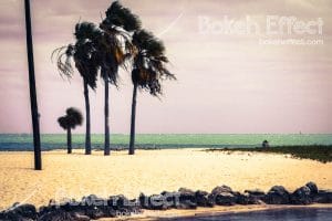 Palm Tree Sunset 2 | Florida Keys